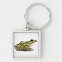 Common European frog or Edible Frog