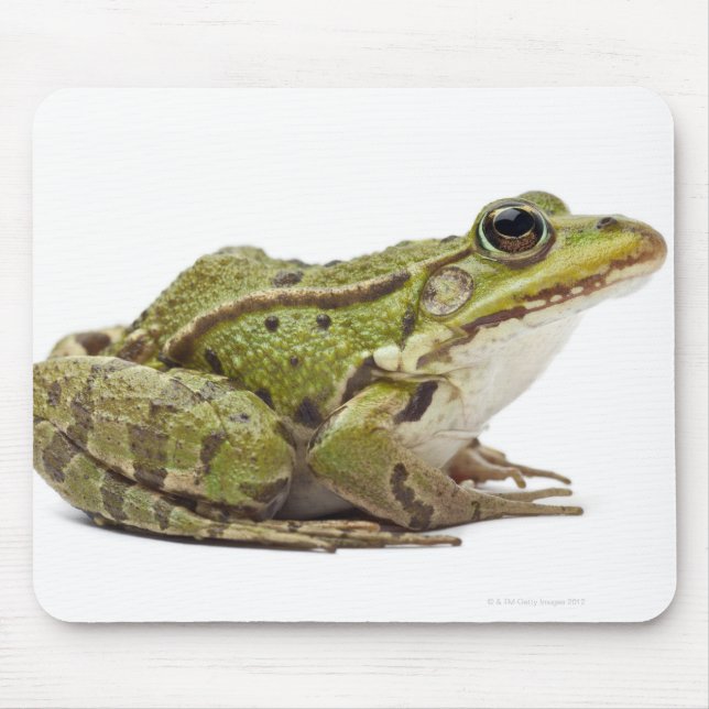 Common European frog or Edible Frog Mouse Mat (Front)