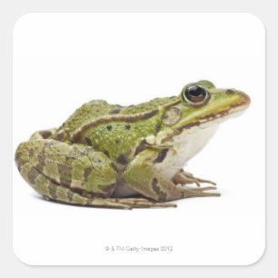 Common European frog or Edible Frog Square Sticker
