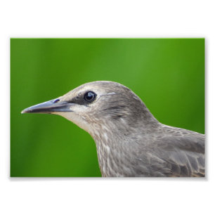 Common/European Starling  Photo Print