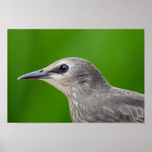 Common/European Starling  Poster