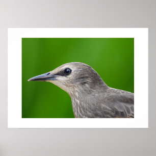 Common/European Starling Poster