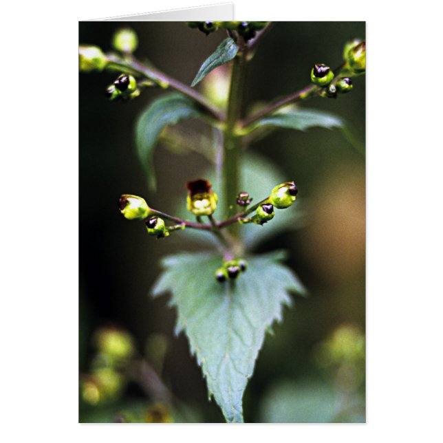 Common Figwort (Front)