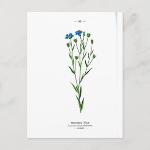 Common Flax Vintage Botanical Print Postcard
