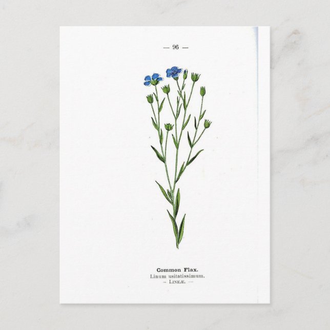 Common Flax Vintage Botanical Print Postcard (Front)