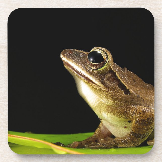 Common Frog on a Leaf Coaster (Front)