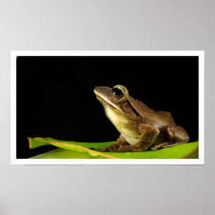 Common Frog on Leaf Poster