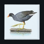 Common Gallinule (Moorhen) Magnet<br><div class="desc">This design features an image of a common gallinule (moorhen) illustrated by artist Dawn Witherington.</div>