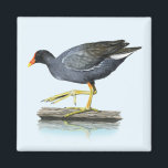 Common Gallinule (Moorhen) Magnet<br><div class="desc">This design features an image of a common gallinule (moorhen) illustrated by artist Dawn Witherington.</div>