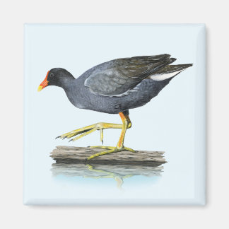 Common Gallinule (Moorhen) Magnet