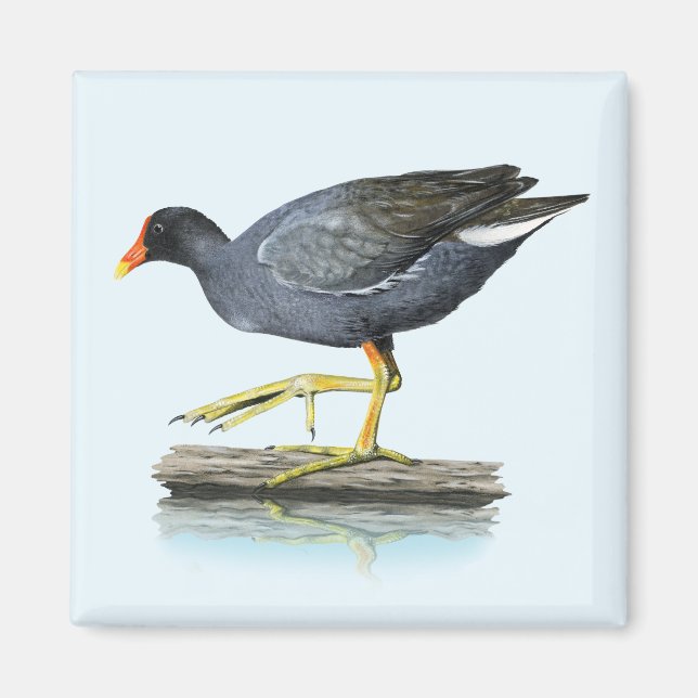 Common Gallinule (Moorhen) Magnet (Front)