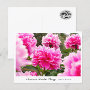 Common Garden Peony Postcard