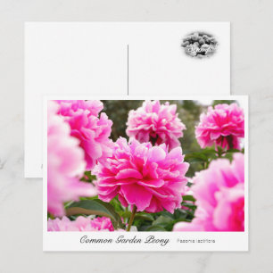 Common Garden Peony Postcard