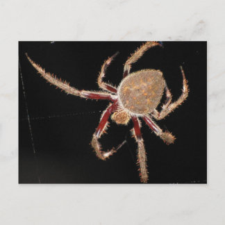 Common Garden Spider Postcard