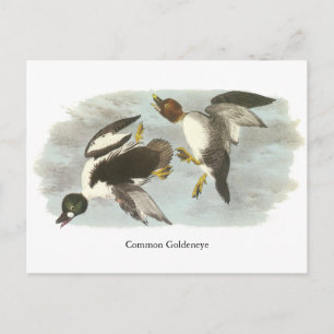 Common Goldeneye, John Audubon Postcard