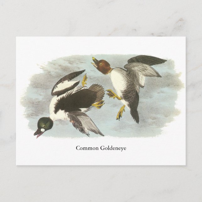 Common Goldeneye, John Audubon Postcard (Front)