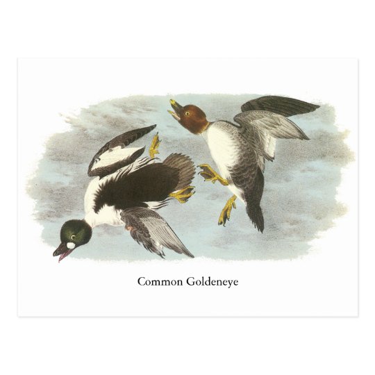 Common Goldeneye, John Audubon Postcard