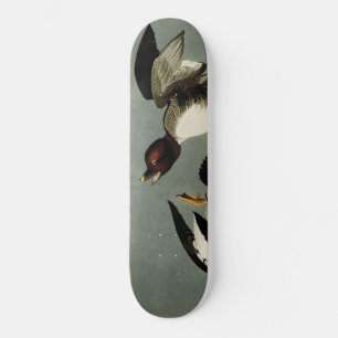 Common goldeneye sea duck  skateboard