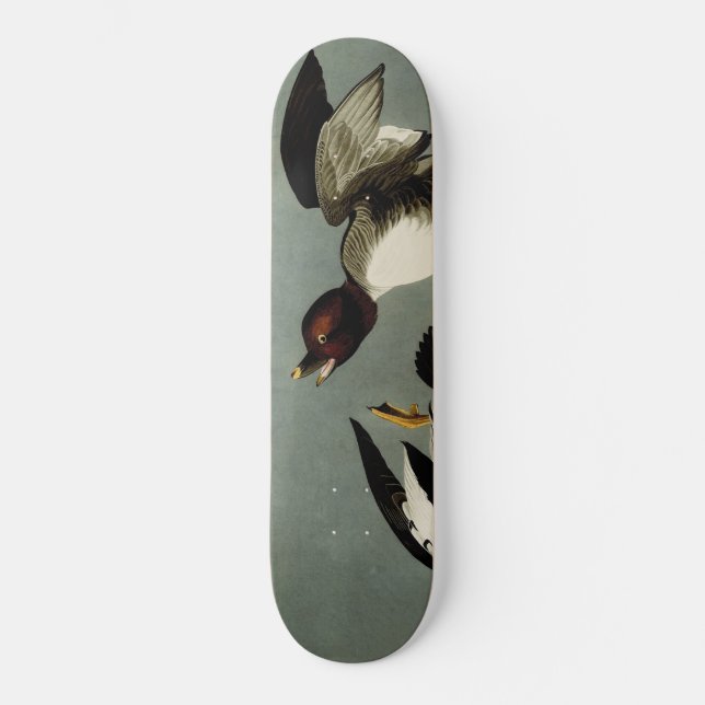 Common goldeneye sea duck  skateboard (Front)