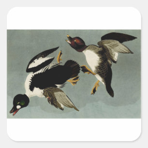 Common goldeneye sea duck  square sticker