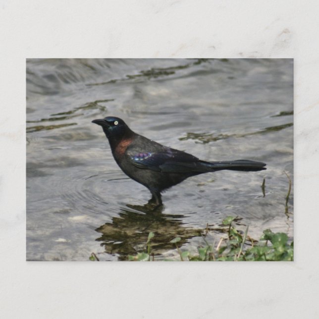 Common Grackle Bird Photo Postcard (Front)