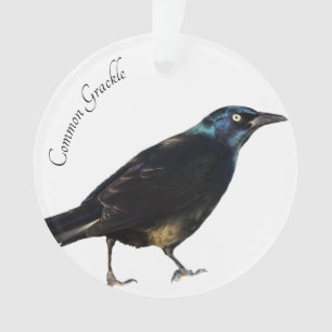 Common Grackle Ornament