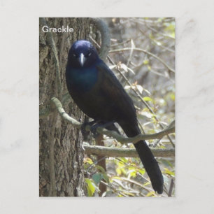Common grackle postcard