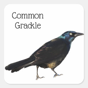 Common Grackle Square Sticker