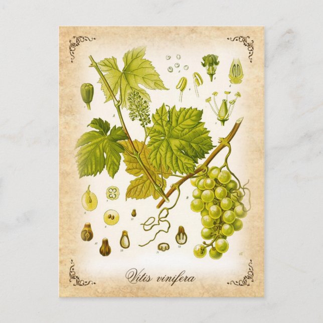 Common Grape Vine - vintage illustration Postcard (Front)