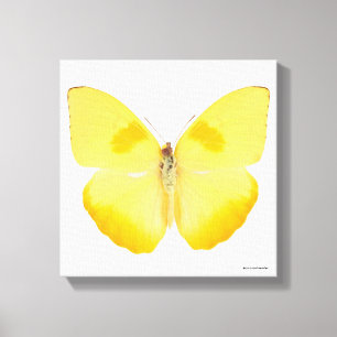 Common Grass Yellow Butterfly Canvas Print