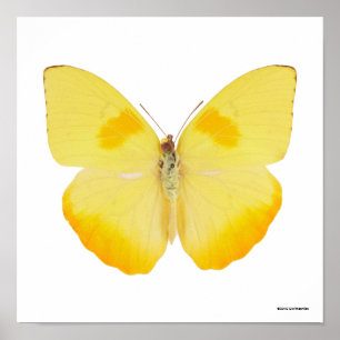 Common Grass Yellow Butterfly Poster