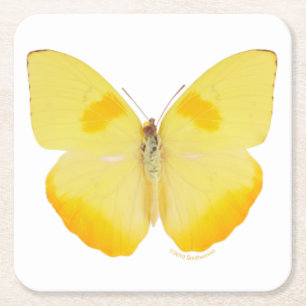 Common Grass Yellow Butterfly Square Paper Coaster