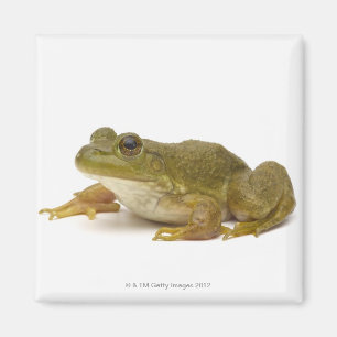 Common Green Frog Magnet