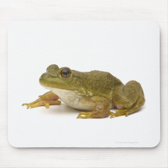 Common Green Frog Mouse Mat (Front)