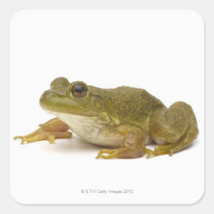 Common Green Frog Square Sticker