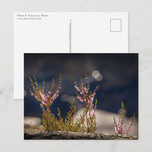 Common Heather Postcard