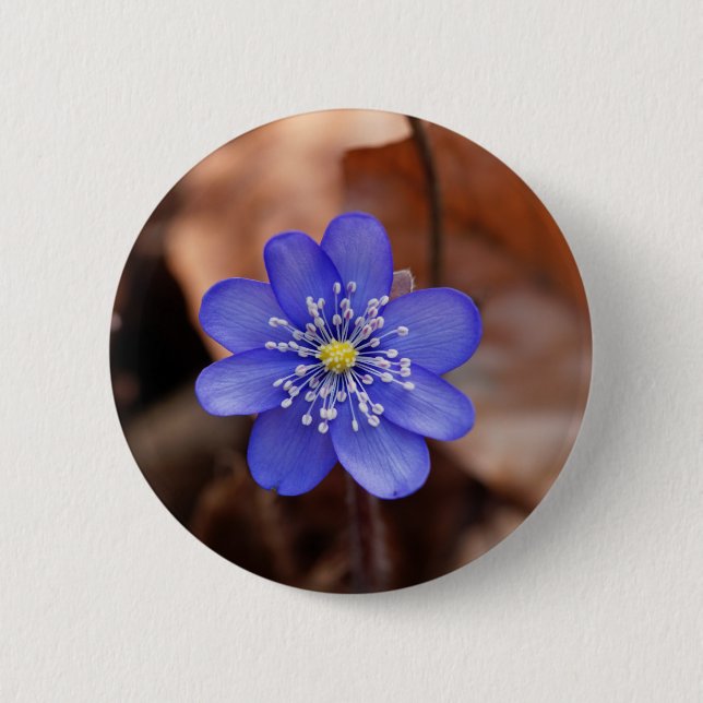 Common Hepatica (Hepatica nobilis) 6 Cm Round Badge (Front)