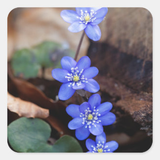 Common Hepatica (Hepatica nobilis) Square Sticker