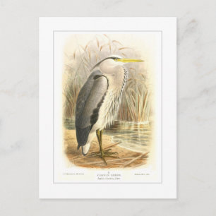Common Heron Postcard