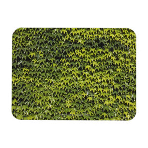 Common ivy (hedera helix) at house wall magnet