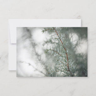 Common Juniper Nature Photograph