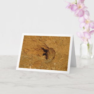 Common Kestrel Bird, Falco Tinnunculus  Card