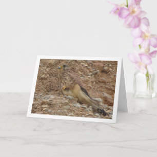 Common Kestrel Bird, Falco Tinnunculus Card