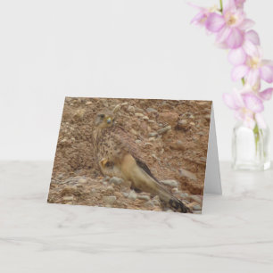 Common Kestrel Bird, Falco Tinnunculus Card