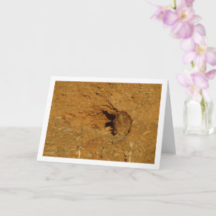 Common Kestrel Bird, Falco Tinnunculus  Card