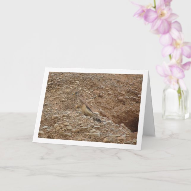 Common Kestrel Bird, Falco Tinnunculus Card (Orchid)