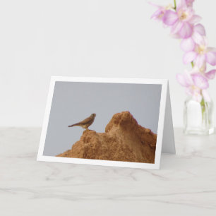 Common Kestrel Bird, Falco Tinnunculus  Card