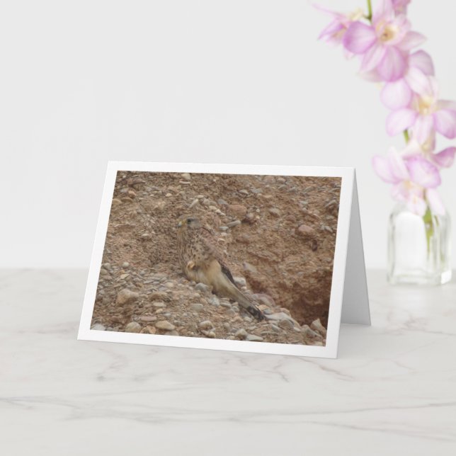Common Kestrel Bird, Falco Tinnunculus Card (Orchid)