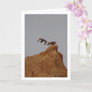 Common Kestrel Birds, Falco Tinnunculus Card