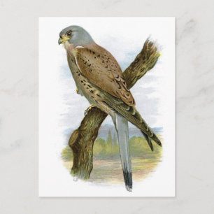 Common Kestrel - Falco tinnunculus Postcard